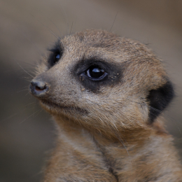 zoom_gelsenkirchen_2011-09-10_40