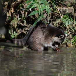 zoom_gelsenkirchen_2011-09-10_07