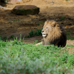 zoom_gelsenkirchen_2011-09-10_25