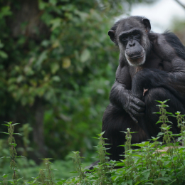zoom_gelsenkirchen_2011-09-10_62