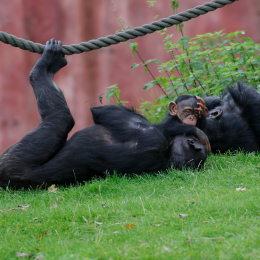 zoom_gelsenkirchen_2011-09-10_51