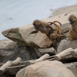 zoom_gelsenkirchen_2011-09-10_33