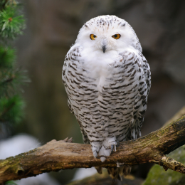 zoom_gelsenkirchen_2011-09-10_04