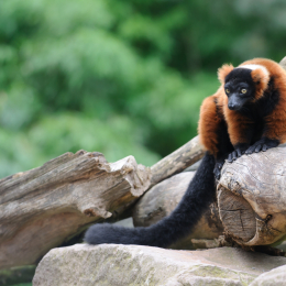 zoom_gelsenkirchen_2011-09-10_68