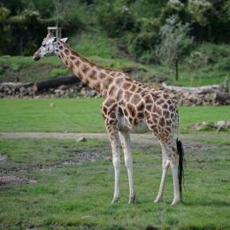 zoom_gelsenkirchen_2011-09-10_29