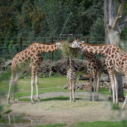 zoom_gelsenkirchen_2011-09-10_30