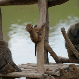 zoom_gelsenkirchen_2011-09-10_34