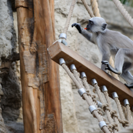 zoom_gelsenkirchen_2011-09-10_71