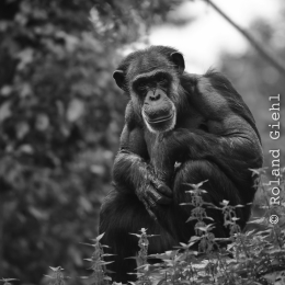 zoom_gelsenkirchen_2011-09-10_66