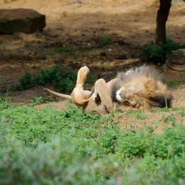 zoom_gelsenkirchen_2011-09-10_22