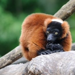 zoom_gelsenkirchen_2011-09-10_67